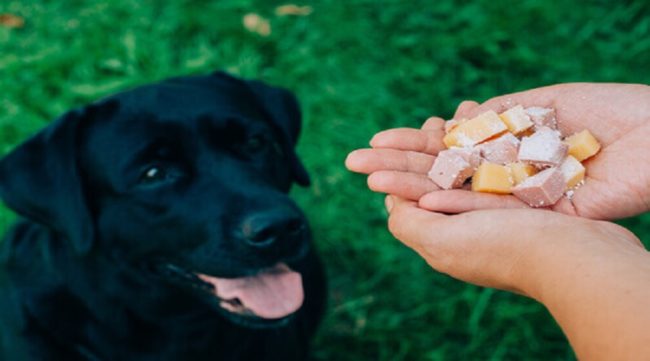 Flatulenza Cane Cause E Rimedi Uvt Libert Di Scrivere